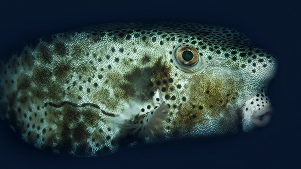 Map Pufferfish